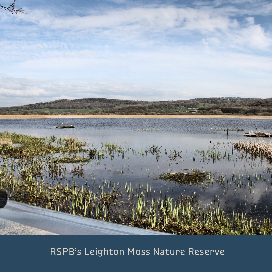 RSPB’s Leighton Moss Nature Reserve