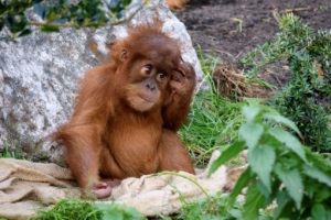 Orangutan at Chester Zoo