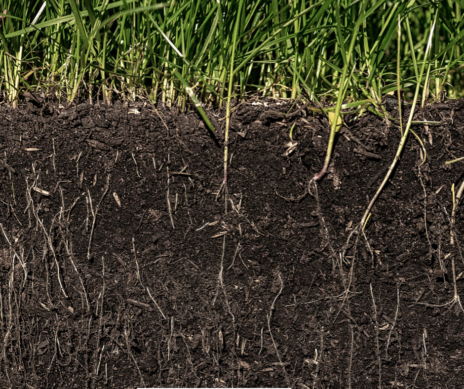 Grass and Roots