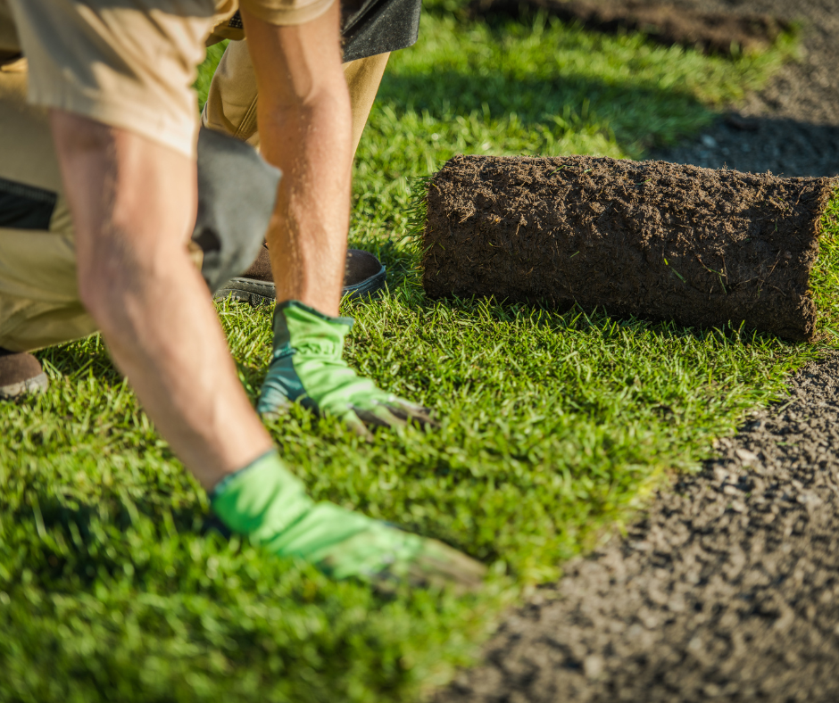laying turf in a garden