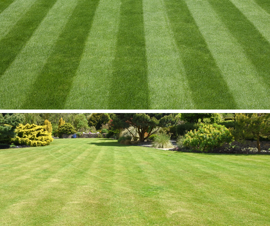 A well maintained lawn