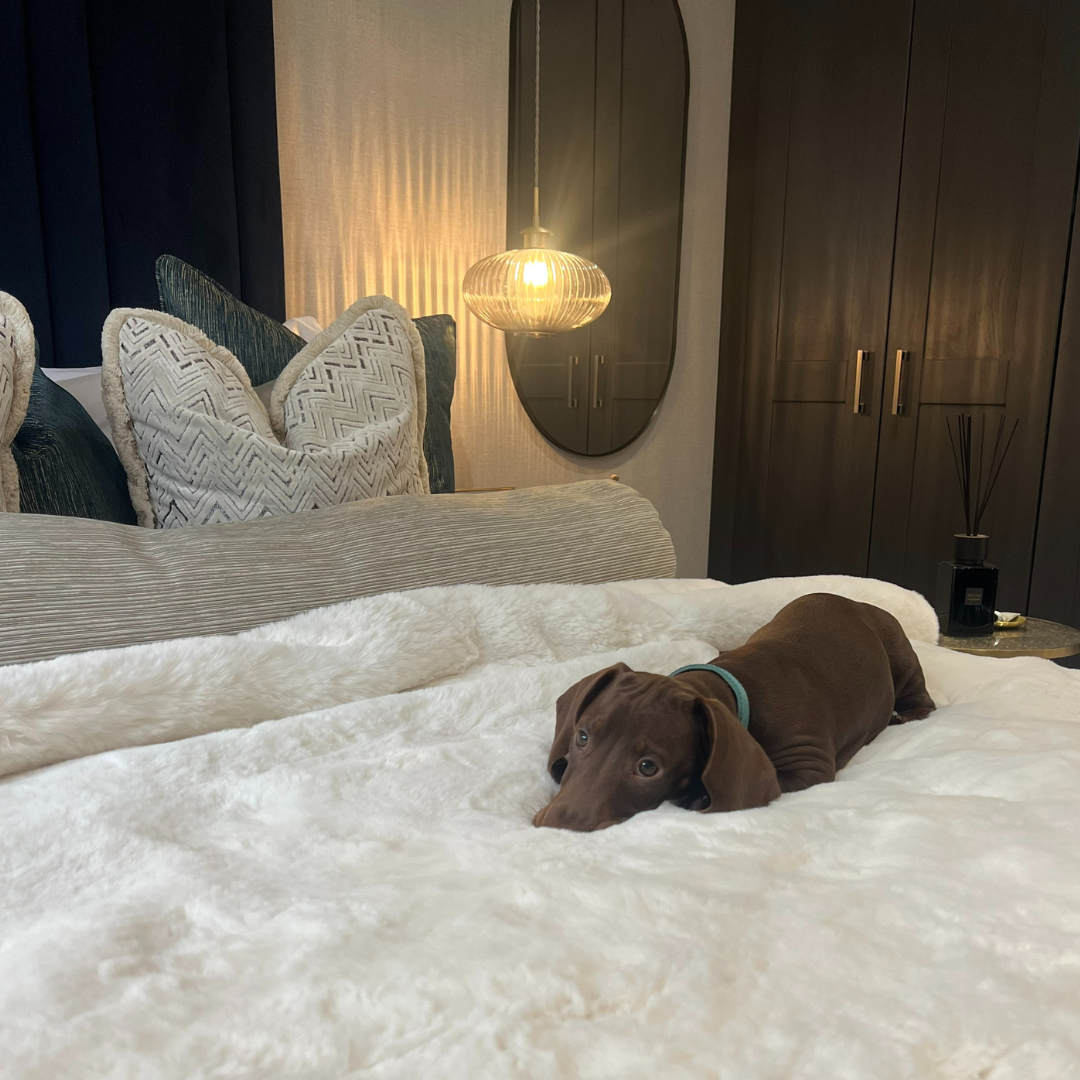 Rowlie the dog in show home