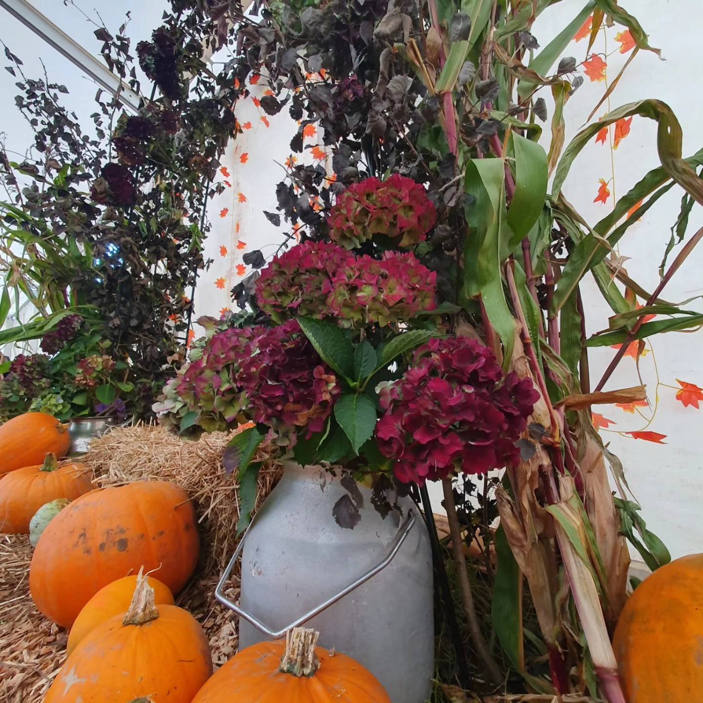 Pumpkins